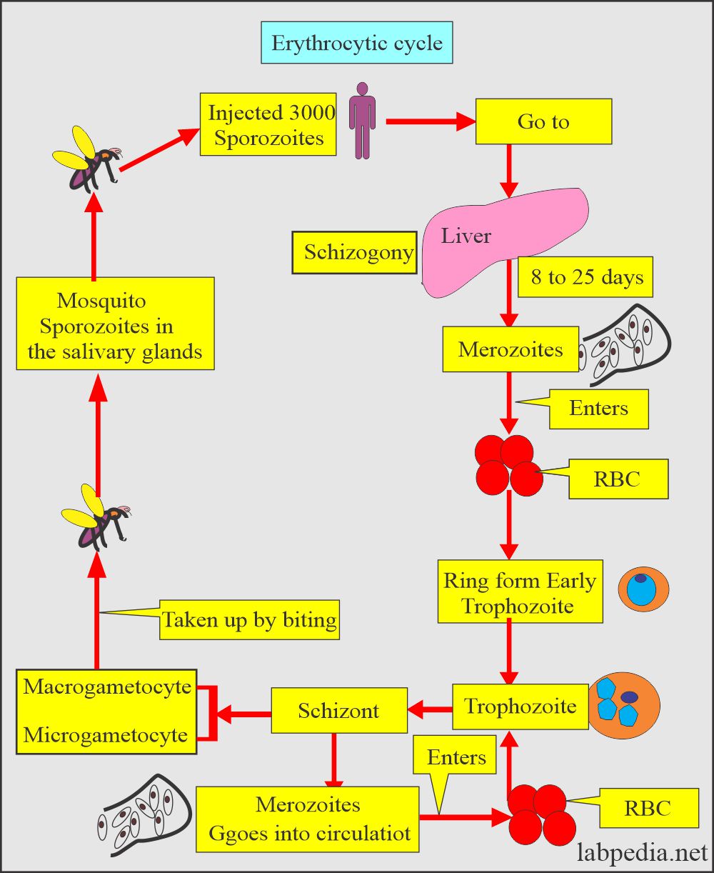 Erythrocytic cycle of malarial parasite