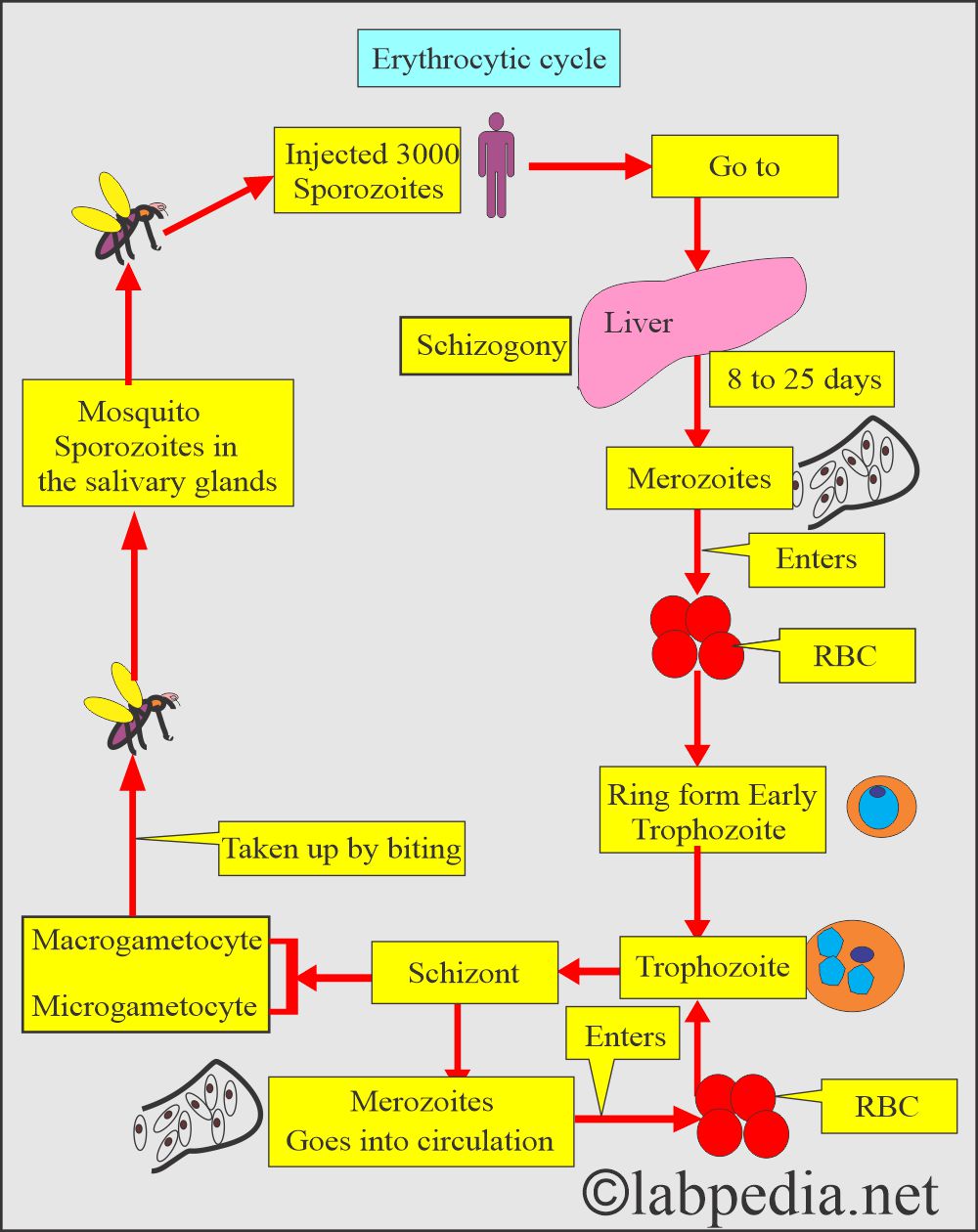 Malarial parasite (MP) RBCS cycle Malarial parasite (MP) RBCS cycle