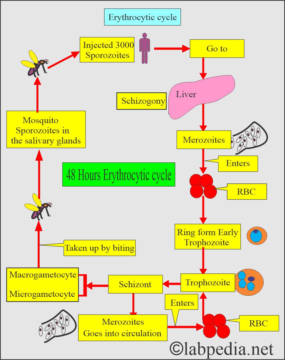 Plasmodium Falciparum (MP) erythrocytic cycle