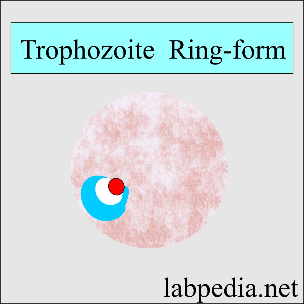 Malarial Parasite Trophozoite ring form