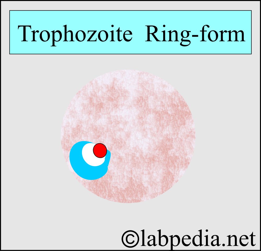 MP trophozoite MP Trophozoite
