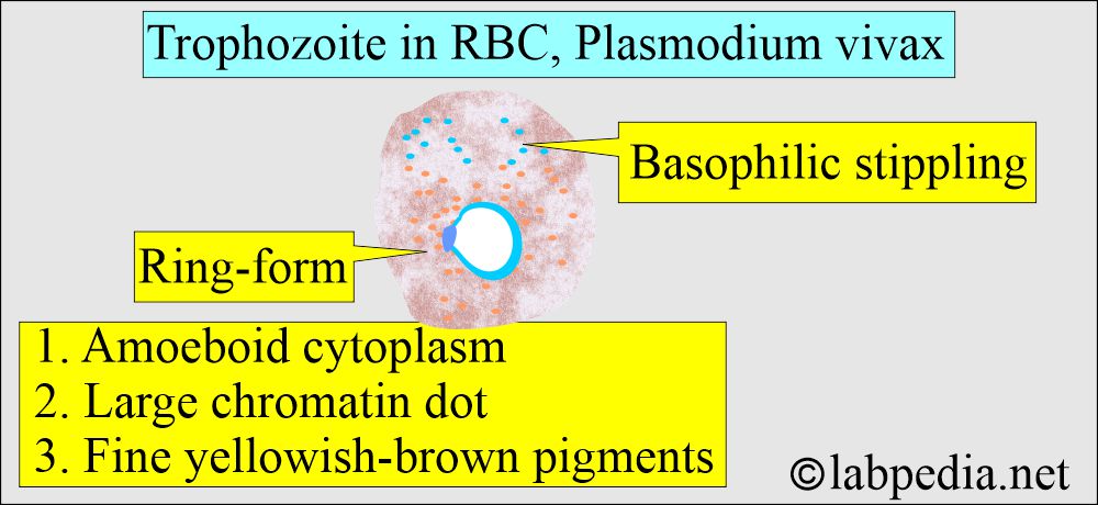 MP Trophozoite vivax