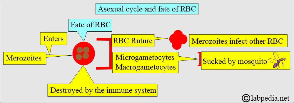Malarial parasite (MP) fate of RBC Malarial parasite (MP) fate of RBC