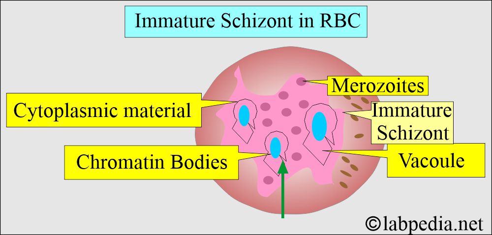 Immature schizont Immature schizont
