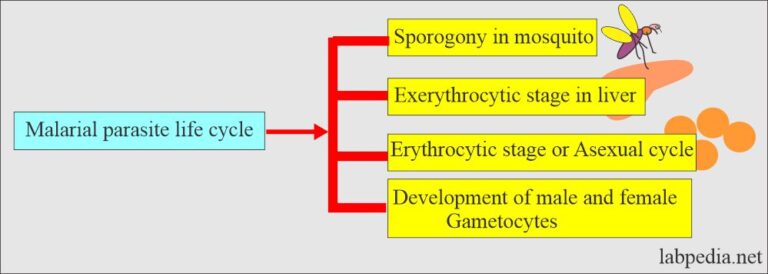 Malarial Parasite Part 1 Plasmodium Life Cycle And Diagnosis Malarial Parasite Part 1 Plasmodium Life Cycle And Diagnosis