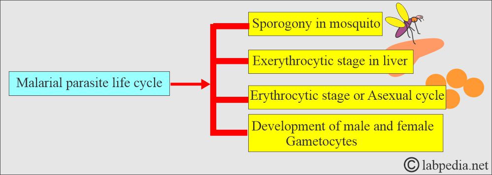 MP life cycle summary MP life cycle summary