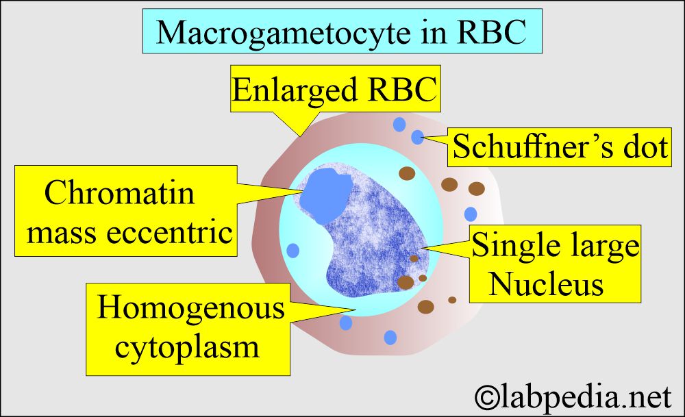 Plasmodium macrogamete Plasmodium macrogamete