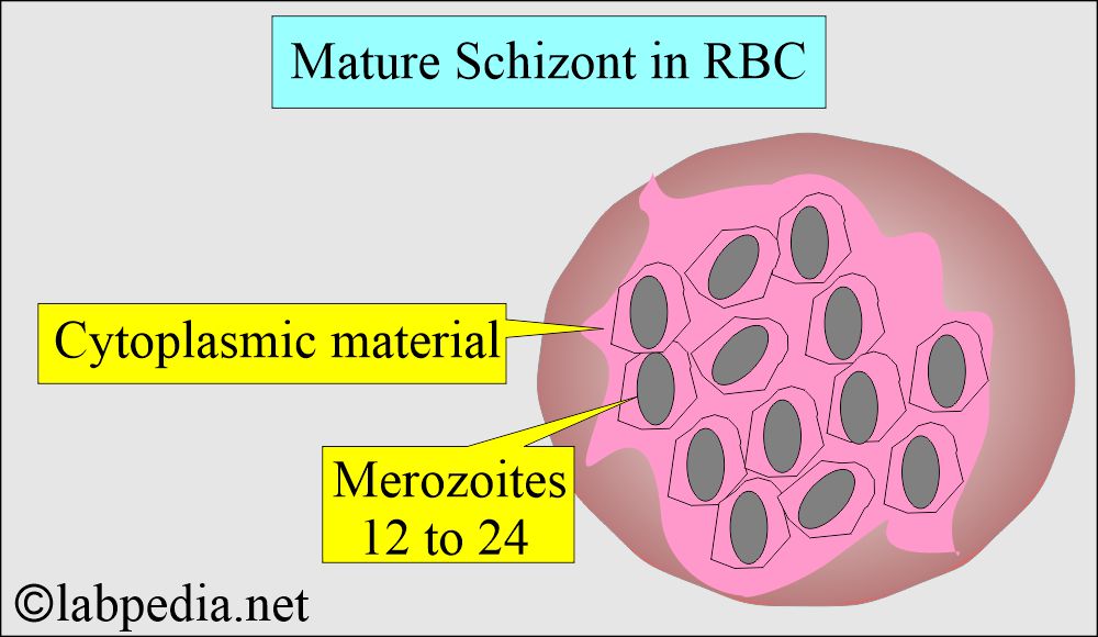 Mature schizont Mature schizont