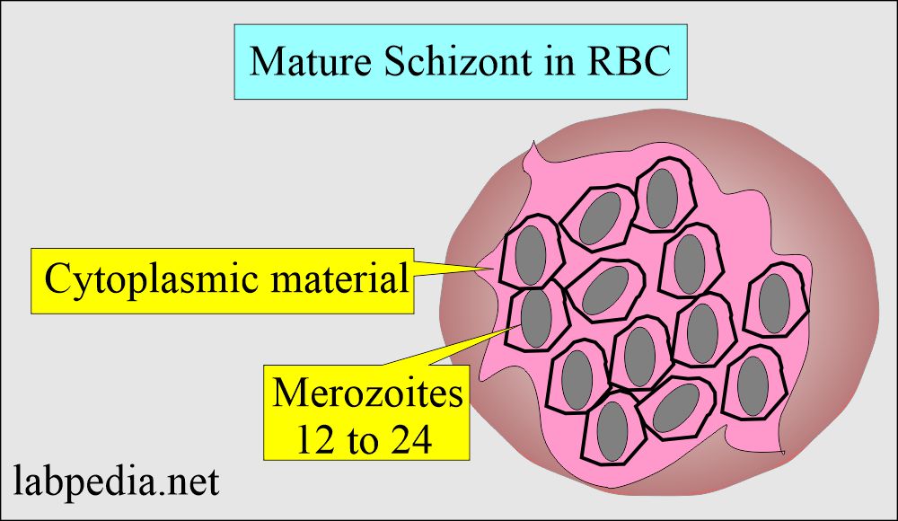 Malarial Parasite mature schizont in RBC