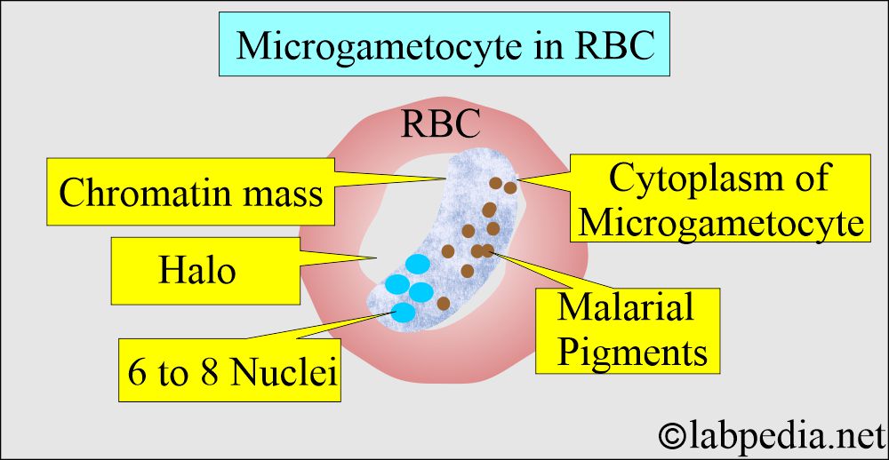 MP microgamete MP microgamete