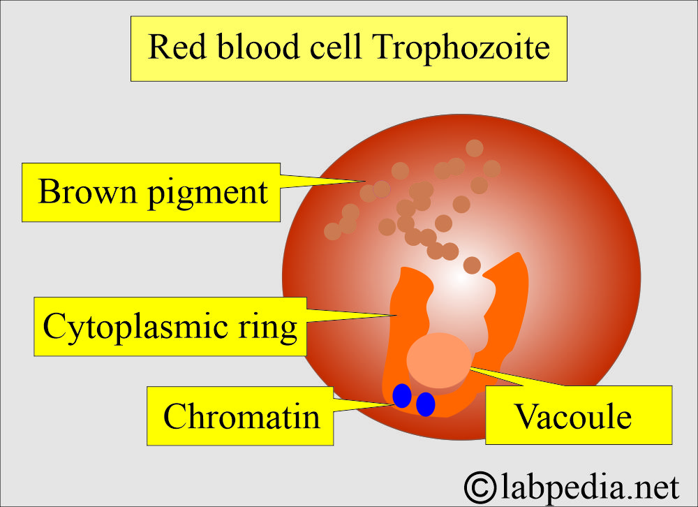 Trophozoite in the RBC Trophozoite in the RBC