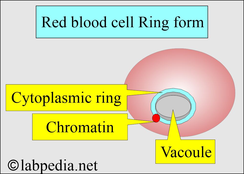 MP ring form (structure) MP ring form (structure)