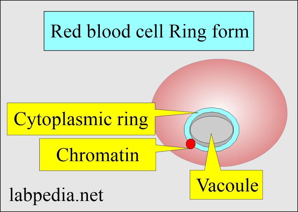 Malarial Parasite ring structure