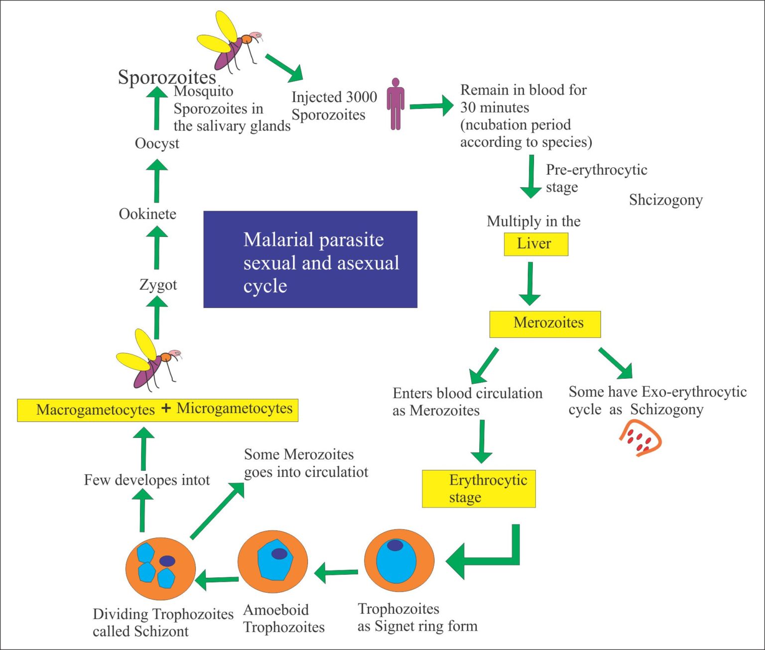 Malarial Parasite – Part 1 – Malaria parasite, Plasmodium Life Cycle ...