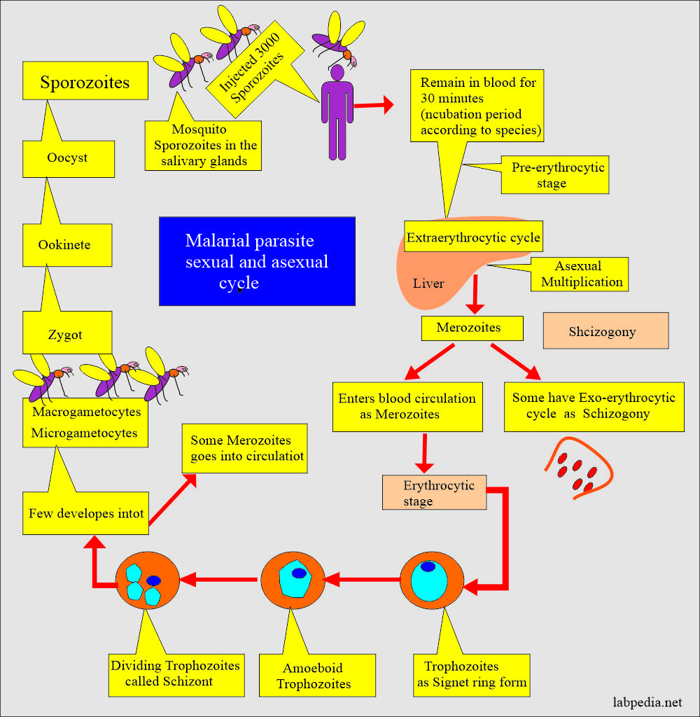 Malarial Parasite sexual and asexual cycle