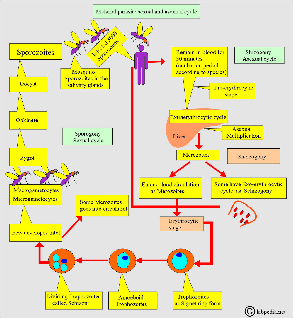 Malarial parasite (MP): Sexual and asexual cycle Malarial parasite (MP): Sexual and asexual cycle