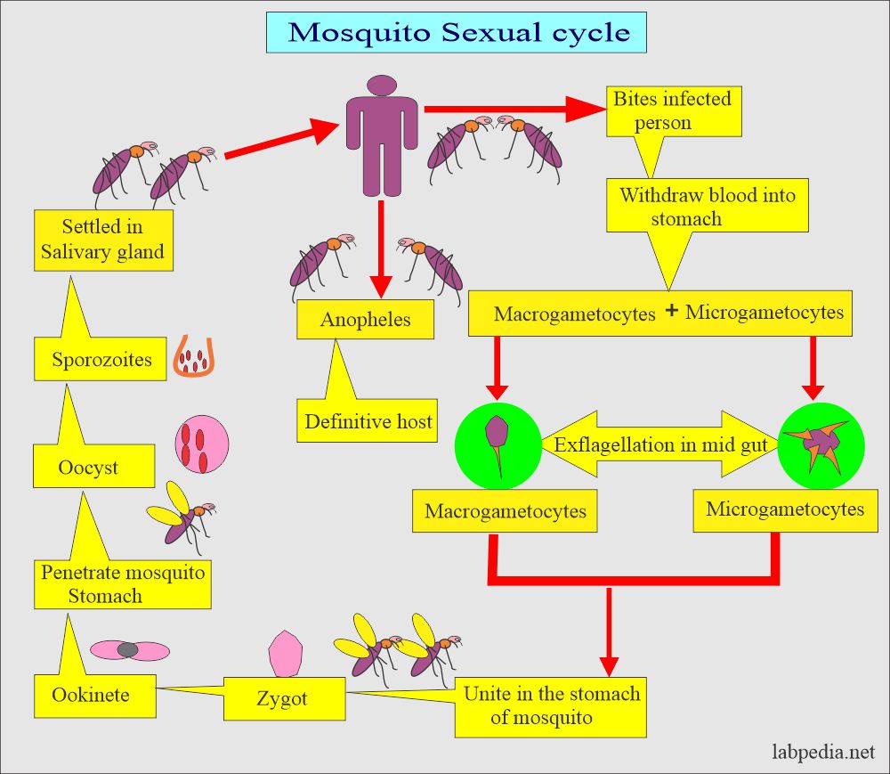 Malarial Parasite sexual cycle