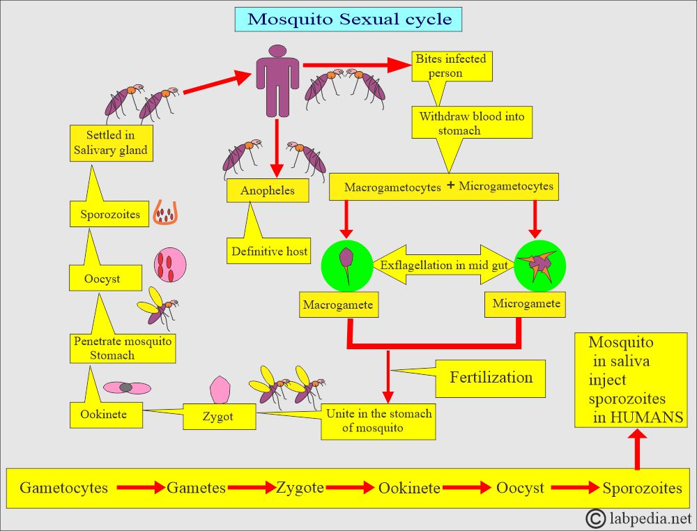 Malarial Parasite (MP) sexual cycle Malarial Parasite (MP) sexual cycle