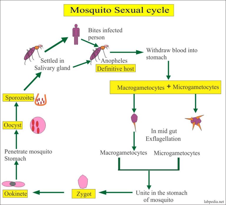 Malarial Parasite Part 1 Malaria Parasite Plasmodium Life Cycle And Diagnosis 