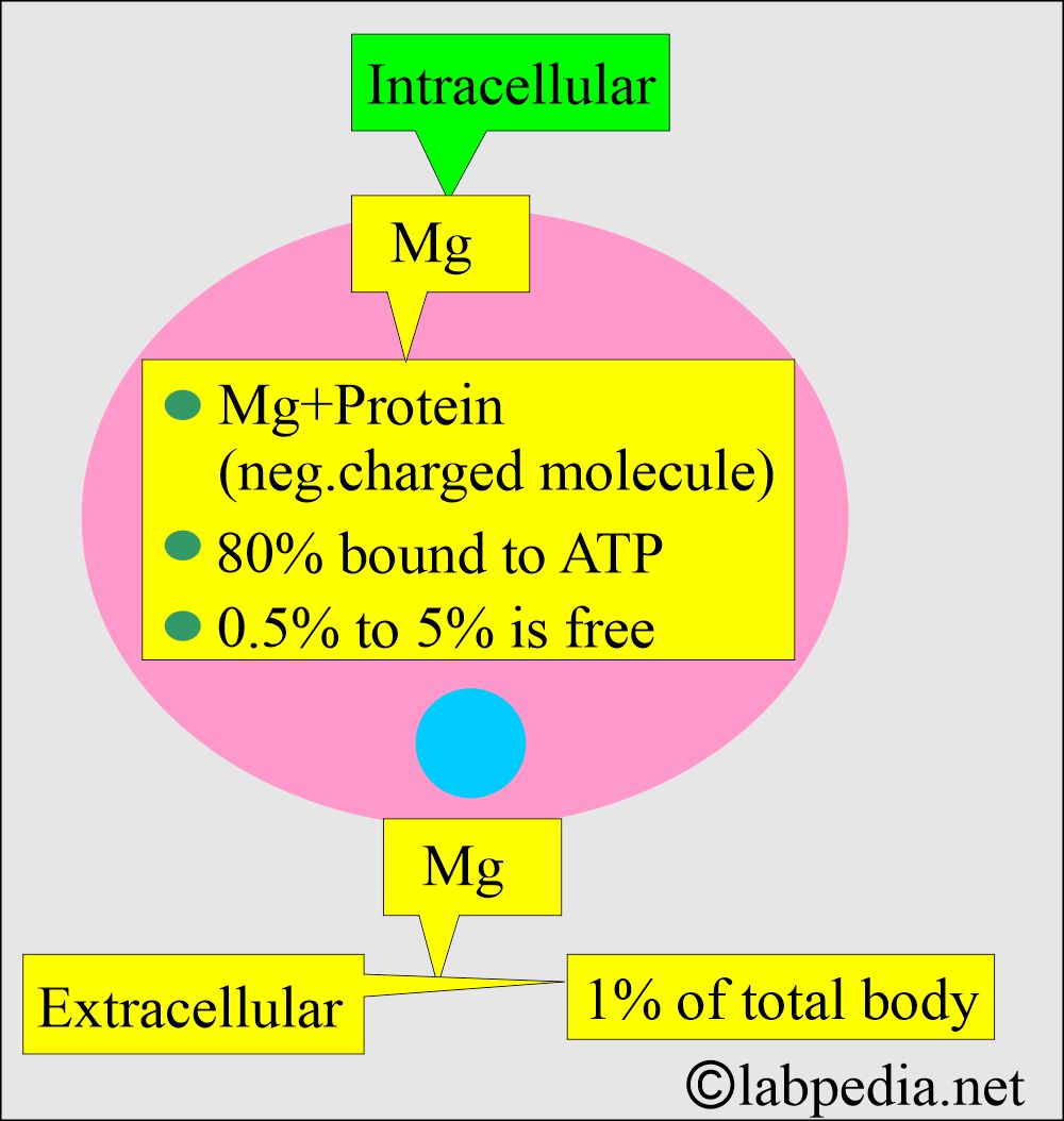 Magnesium level (Mg++): Magnesium in cell and extracellular Magnesium level (Mg++): Magnesium in cell and extracellular