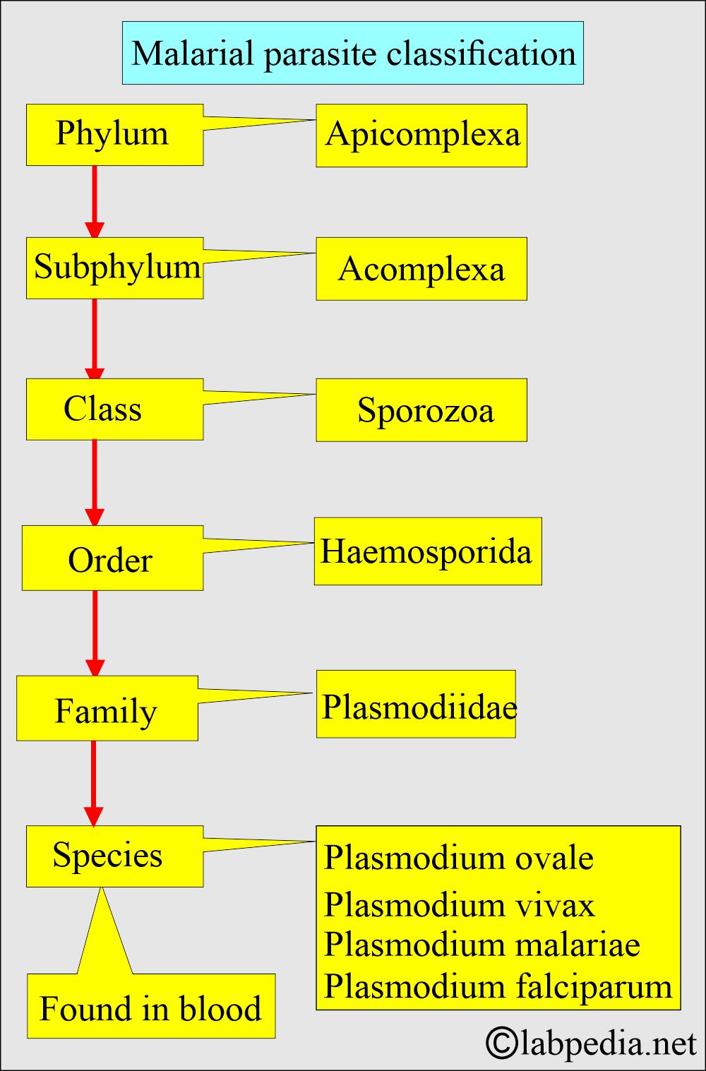 Malaria Classification Malaria classification