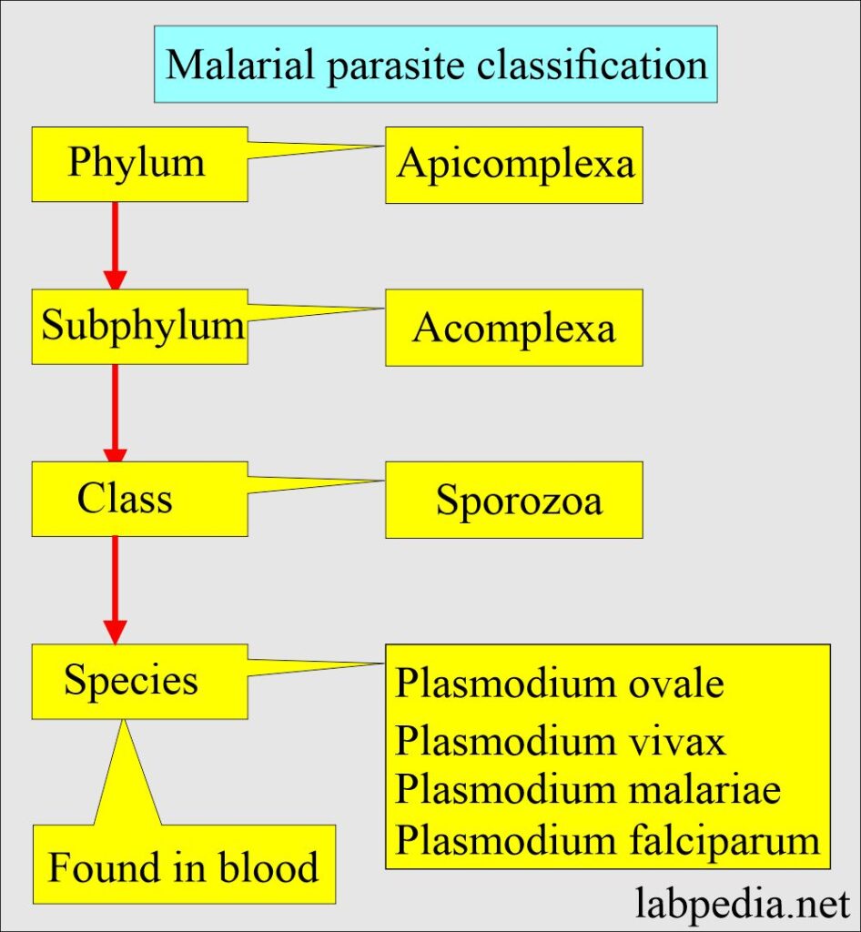 literature review of malaria parasite