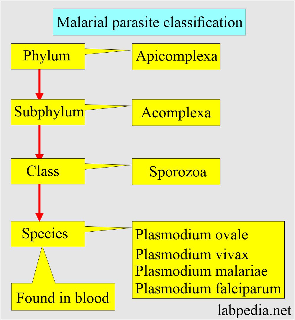 Malarial parasite classification