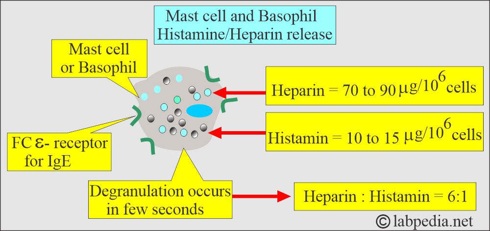 Mast cell and Basophil release of histamine and heparin Mast cell and Basophil release of histamine and heparin
