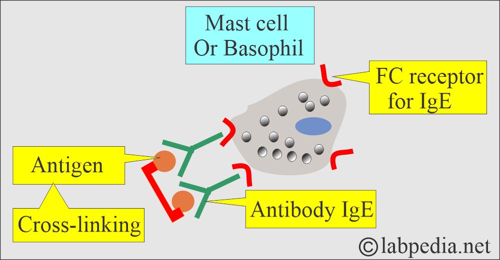 Mast cell in Type 1 Hypersensitivity reaction Mast cell in Type 1 Hypersensitivity reaction