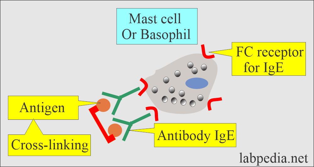 Mast cell (Basophil) in Type- 1 hypersensitivity reaction