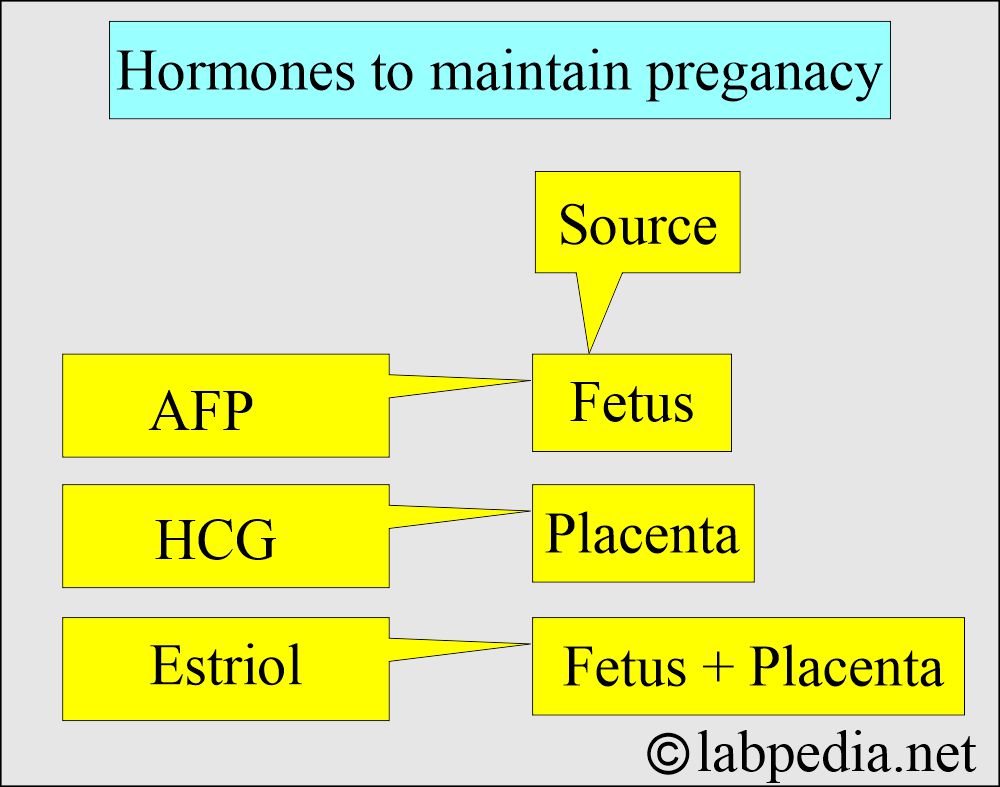 Hormone to maintain the pregnancy Hormone to maintain the pregnancy
