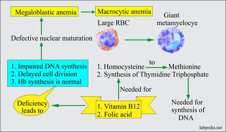 Anemia:- Part 3 - Megaloblastic Anemias, Macrocytic, Vitamin B12 And ...