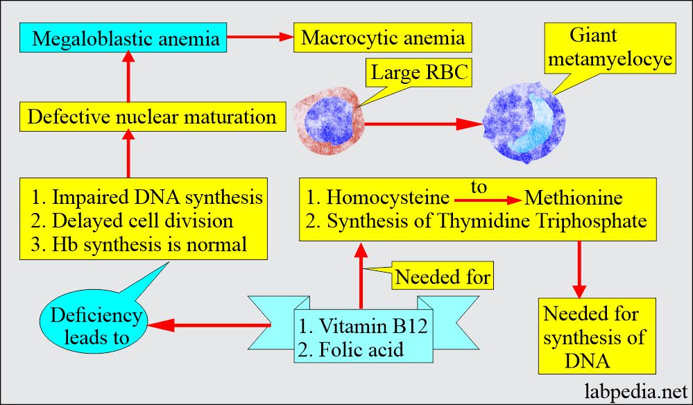 Pathogenesis of Megaloblastic anemia 