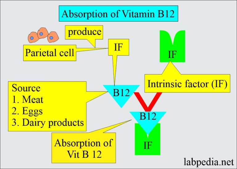 Anemia Part 3 Megaloblastic Anemia, Macrocytic, Vitamin B12 and