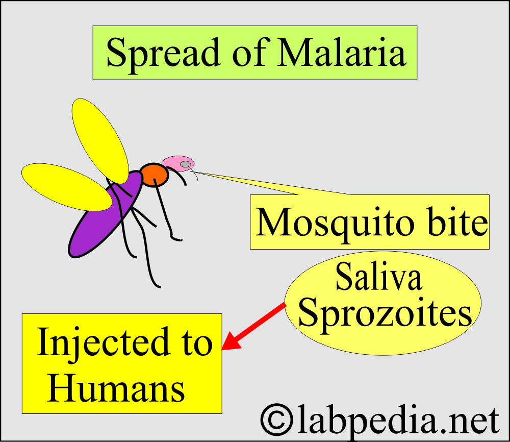 Malaria (Mosquito) spread Malaria (Mosquito) spread