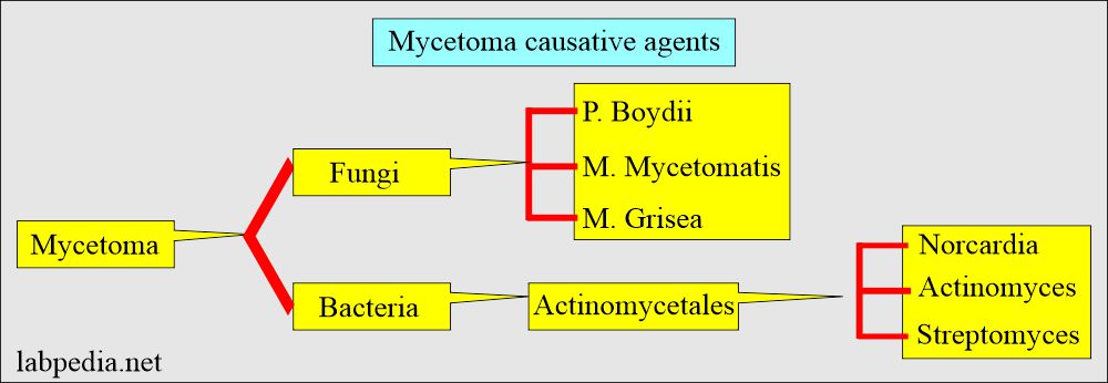 Mycetoma causative agents