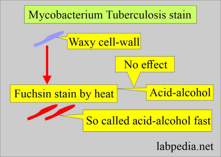 Mycobacterium Tuberculosis Part 4 Afb Stain Acid Fast Bacilli