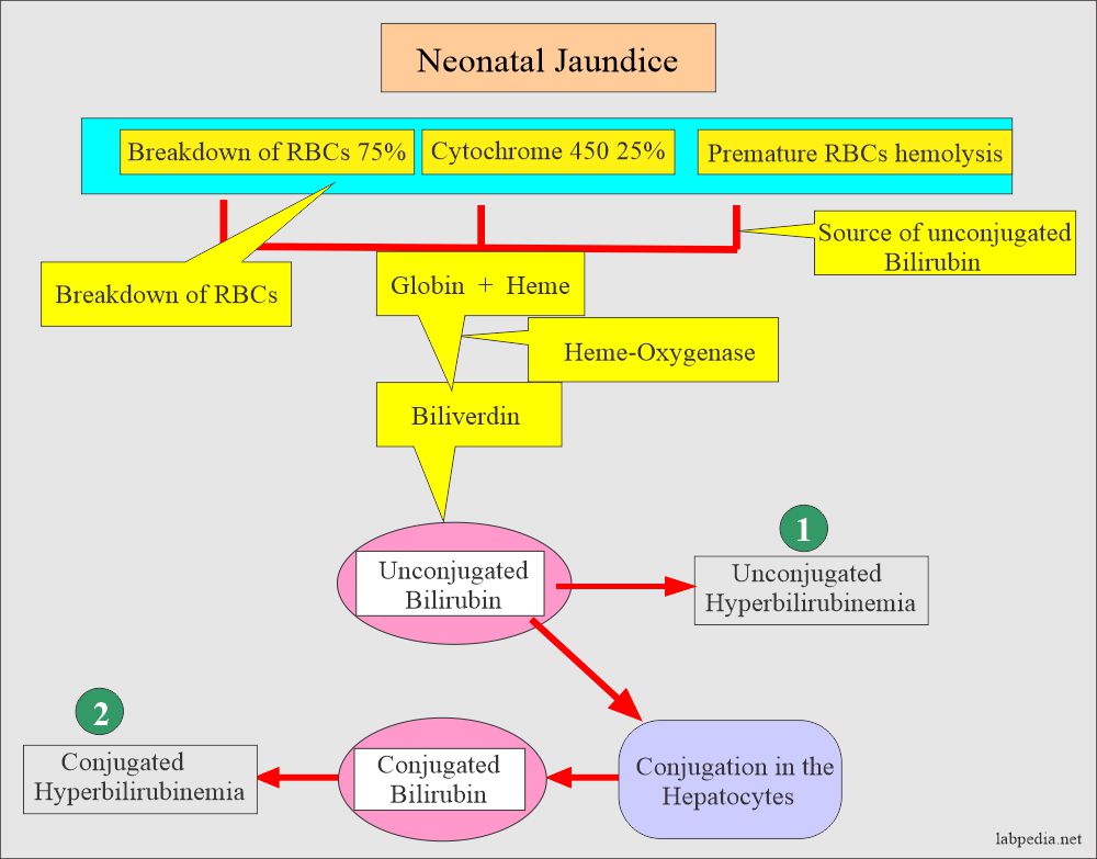 Mechanism of Neonatal jaundice