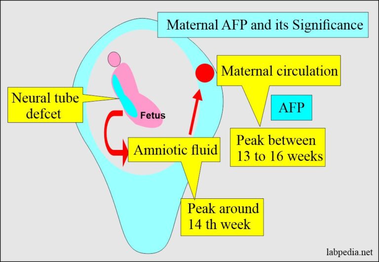 Maternal Alpha-Fetoprotein (AFP), And Its Significance - Labpedia.net