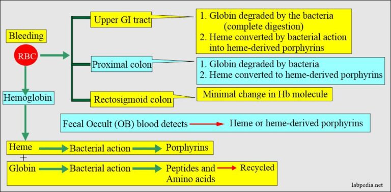 stool-examination-part-5-stool-for-occult-blood-ob-fecal-occult