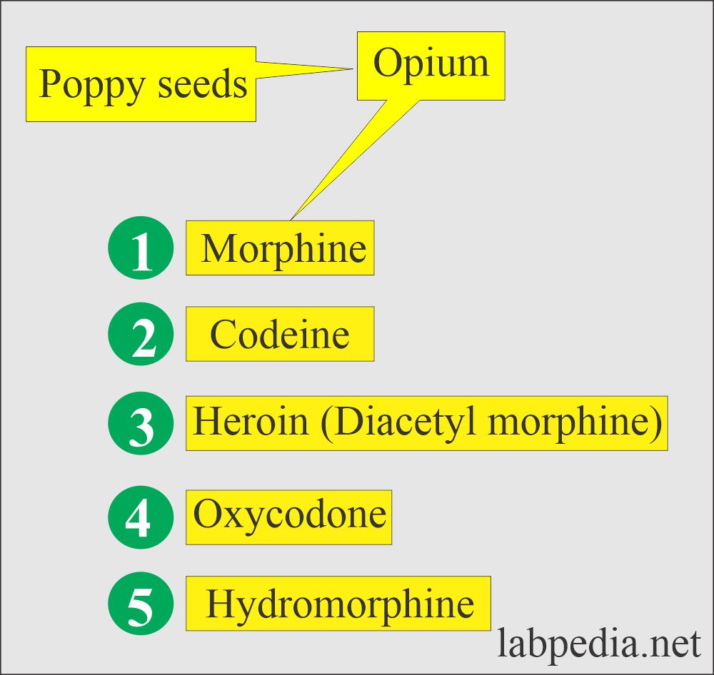 Drugs abuse: Opium derivatives 