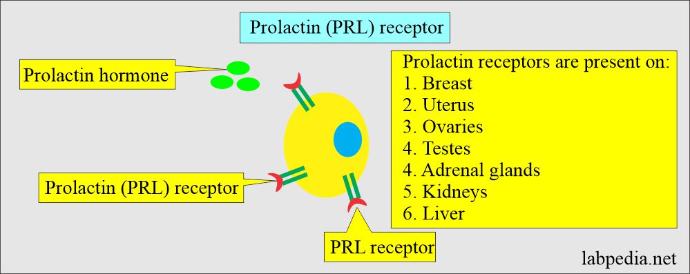 Prolactin (PRL) receptors 