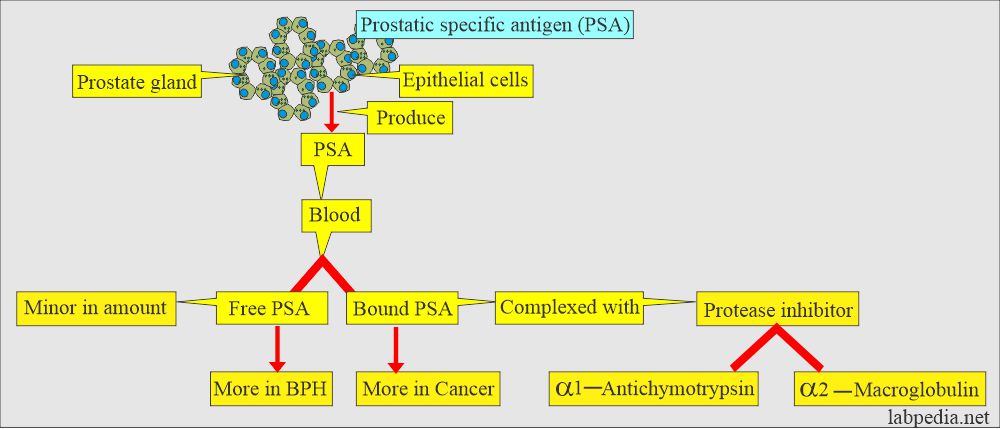 Prostatic specific antigen (PSA) mode of action