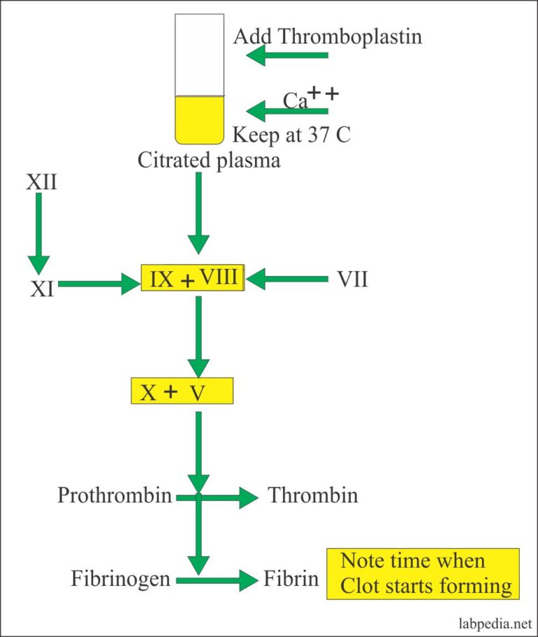 Prothombin Time (PT ) - Labpedia.net