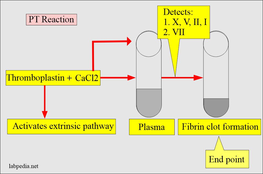 Principle of Prothrombin test (PT) reaction