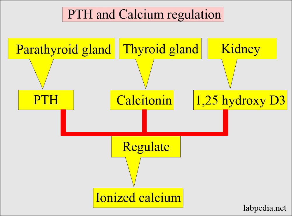 Secondary Hyperparathyroidism What Is It And How Is It 45 OFF