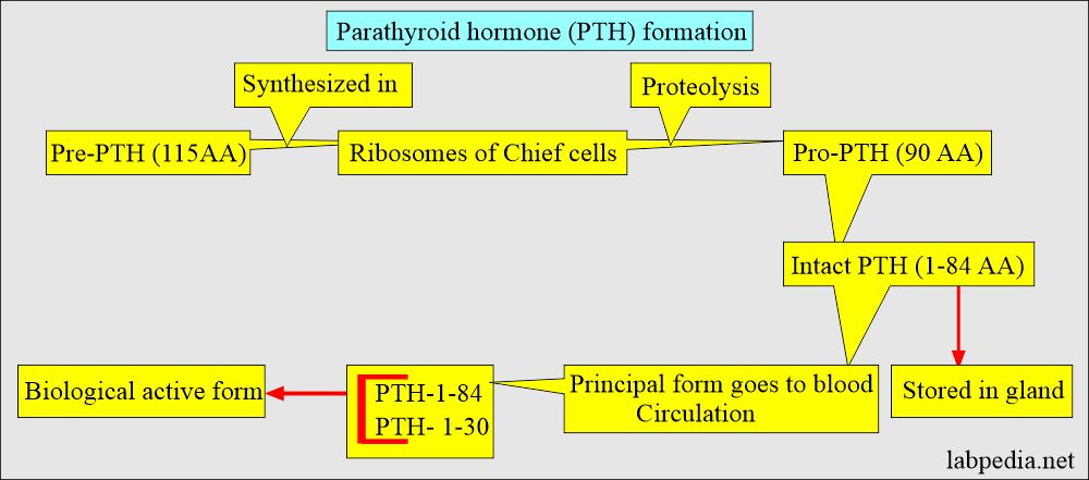 Parathyroid hormone (PTH) formation