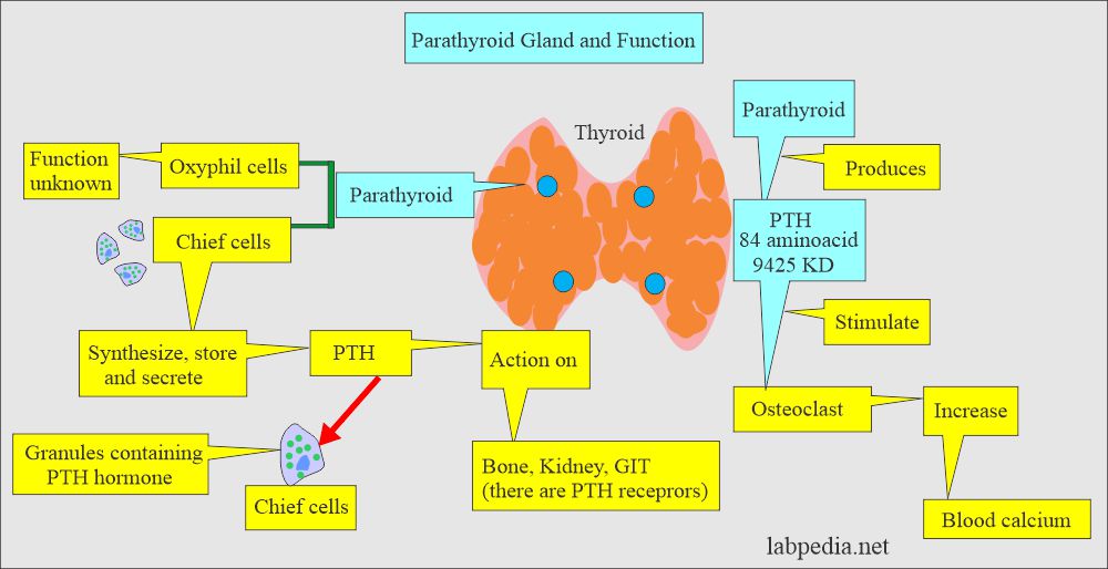 Parathyroid gland and parathyroid hormone (PTH)