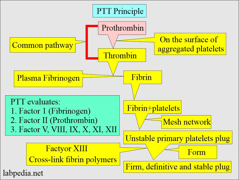 Partial thromboplastin time