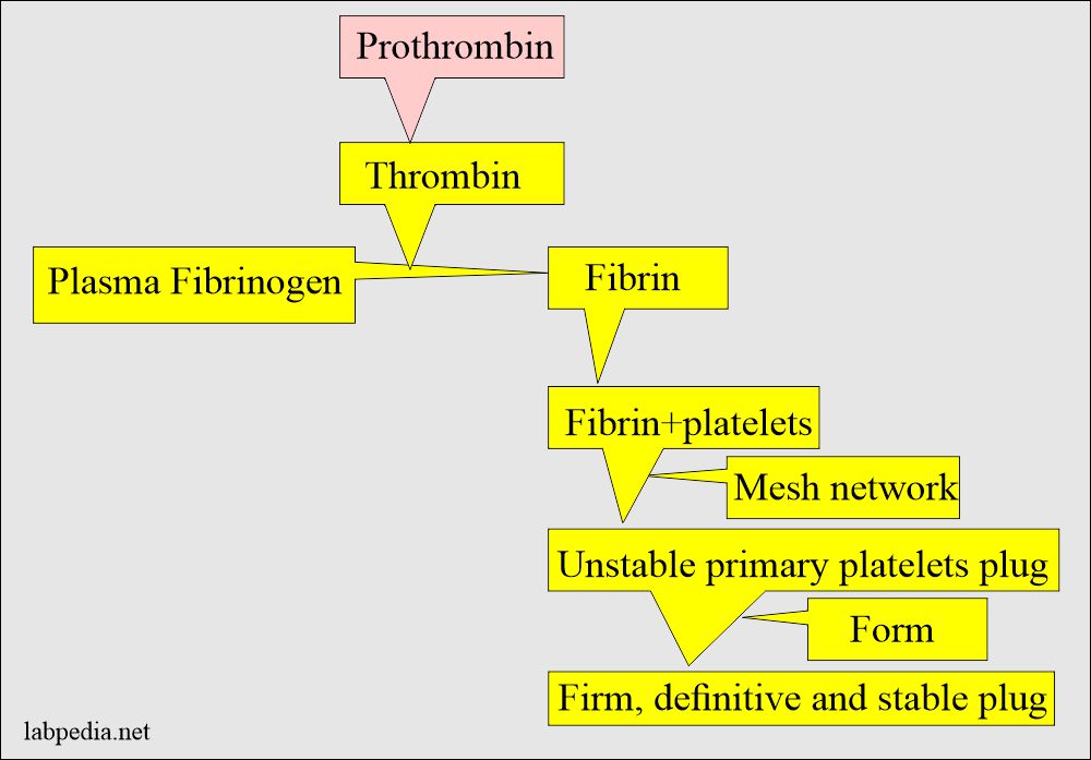 Prothrombin leading to stable clot formation